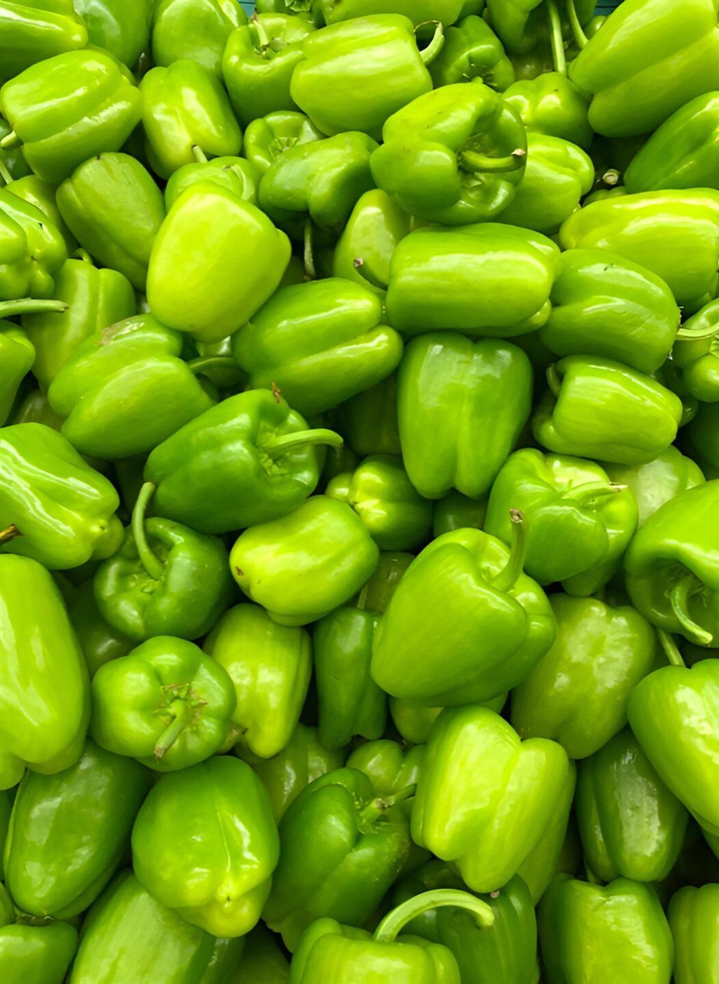 Green Pepper