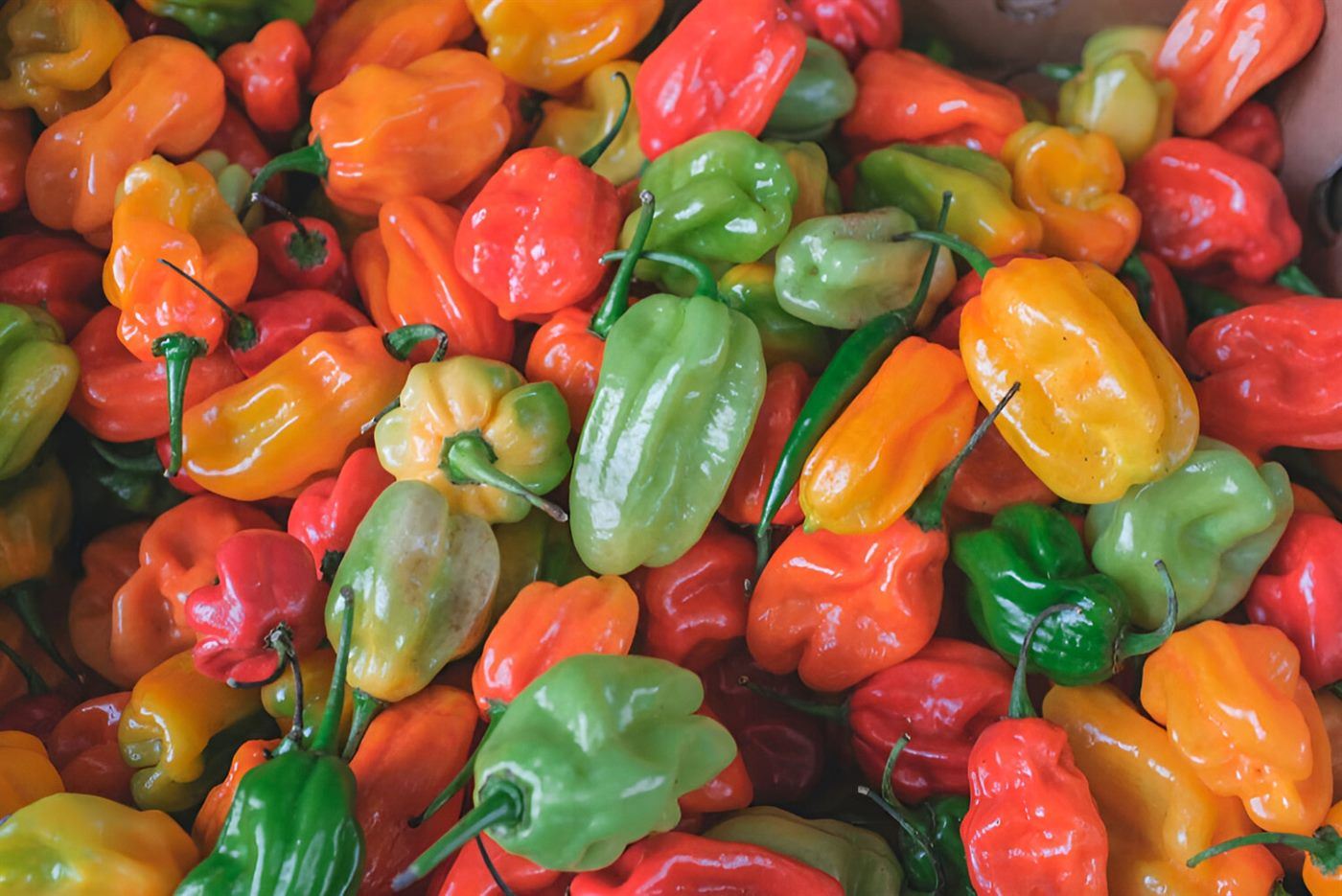 Scotch Bonnet (Rodo)